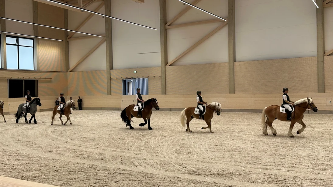 Auszubildende des Gestüts reiten auf ausgewählten, jungen Pferden durch die weite und helle Halle.
