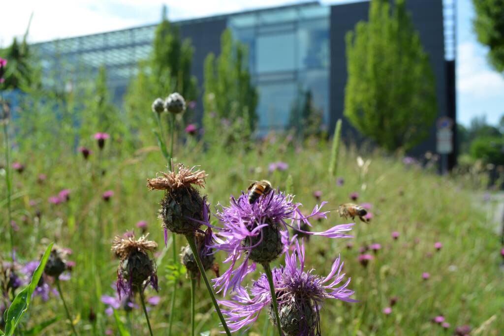 Blühwiese am Biologischen Institut der TU Dresden