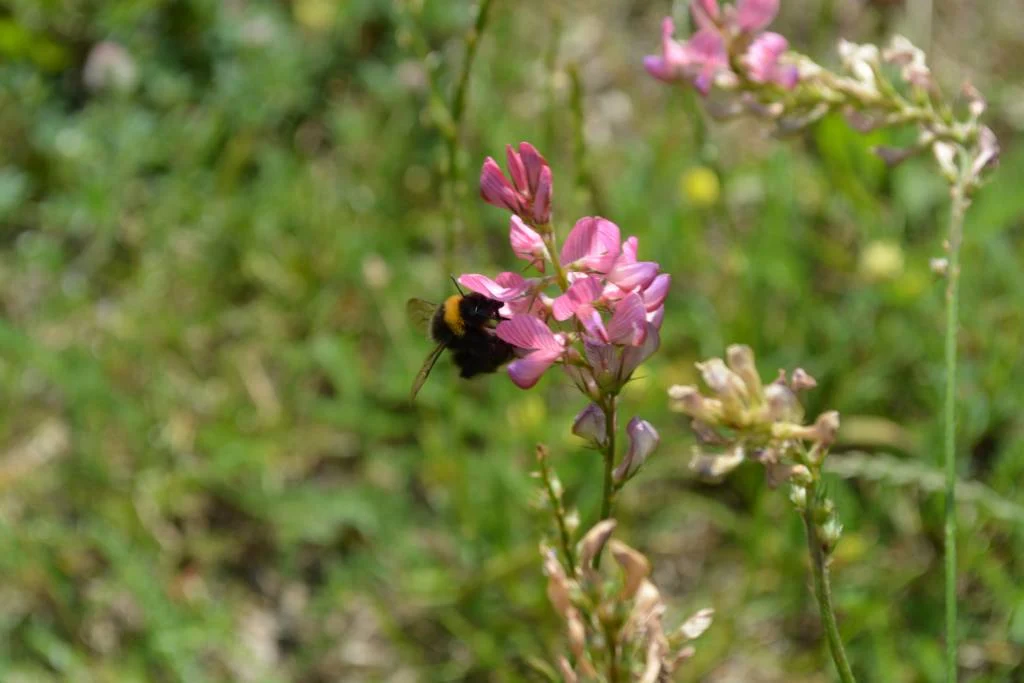 Zahlreiche Insekten tummeln sich auf den artenreichen Bl&uuml;hwiesen