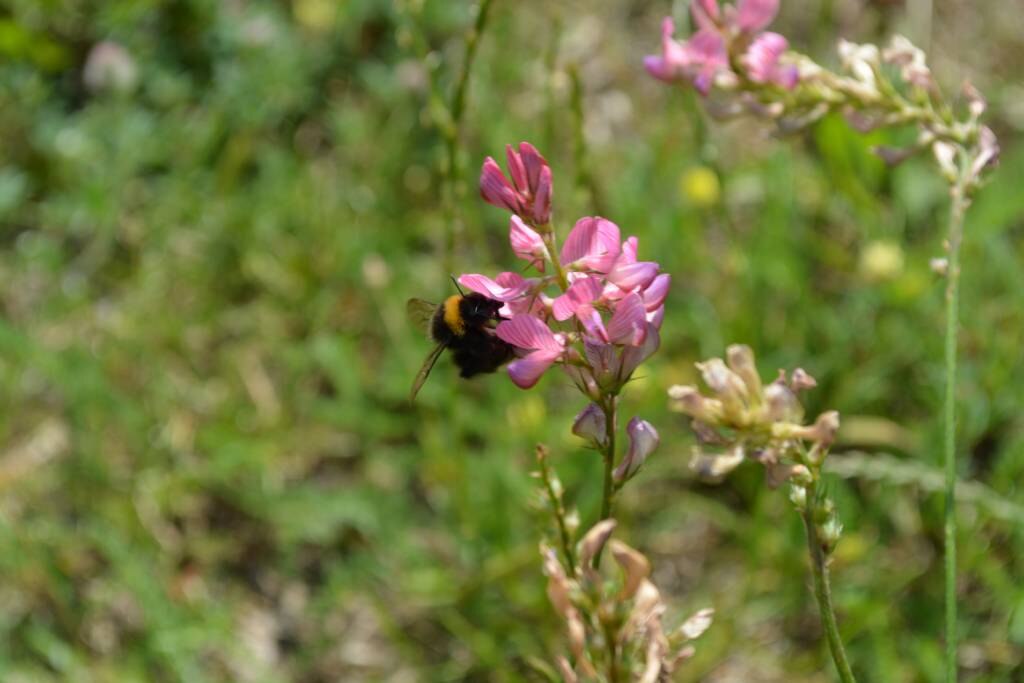 Zahlreiche Insekten tummeln sich auf den artenreichen Blühwiesen